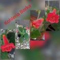 /album/fotogaleria-kohlerie/kohleria-borka-jpg/